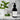 Wilde Bergamot & Patchouli Luxury 2 In 1 Liquid Soap - Hand & Body 250ML - Wolf & Wilde