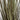 Potted Artificial Spray Grass 36 Inch - Wolf & Wilde